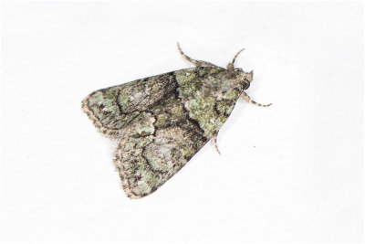 Donkergroene Korstmosuil - Cryphia algae