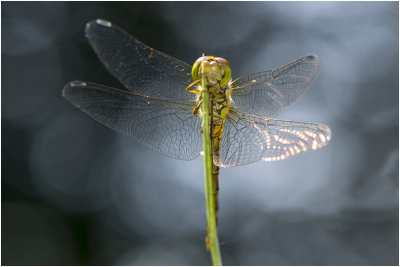 Steenrode Heidelibel - Sympetrum vulgatum