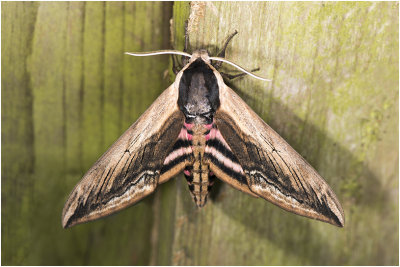 Ligusterpijlstaart - Sphinx ligustri