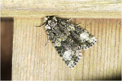 Schedeldrager - Craniophora ligustri