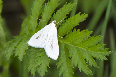 Stro-uiltje - Rivula sericealis