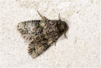 Schedeldrager - Craniophora ligustri