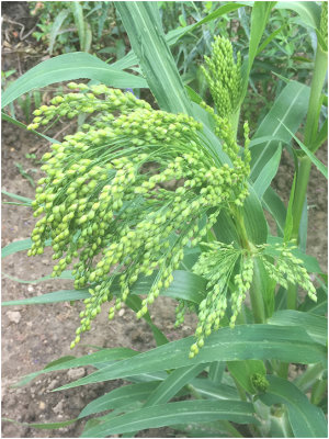 Pluimgierst - Panicum miliaceum