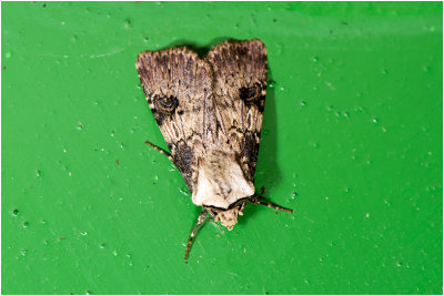 Puta-uil - Agrotis puta
