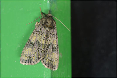 Schedeldrager - Craniophora ligustri