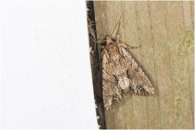 Graswortelvlinder - Apamea monoglypha