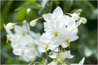 klimmende Nachtschade- Solanum jasminoides