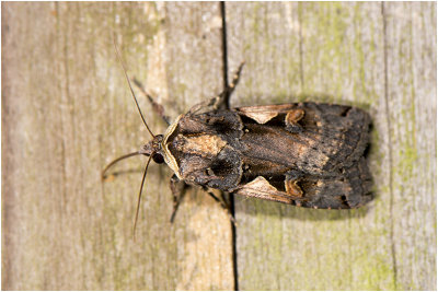 zwarte C-uil - Xestia c-nigrum