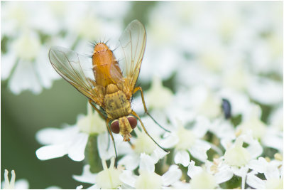 Sluipvlieg - Leskia aurea