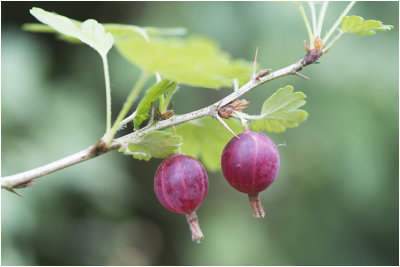 wilde Kruisbes - Ribes uva-crispa