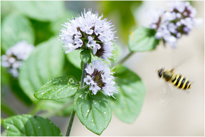 Marokkaanse Munt - Mentha spicata