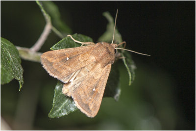 Witstipgrasuil - Mythimna albipuncta