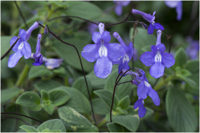 Kaapse primula - Streptocarpus Saxorum