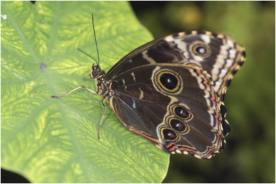 blauwe Morpho - Morpho peleides