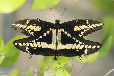 Reuzen Zwaluwstaartvlinder - Papilio cresphontes 