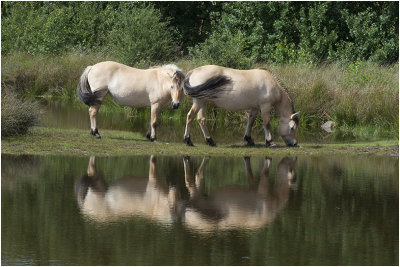 Fjordpaarden