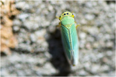 groene Rietcicade - Cicadella viridis