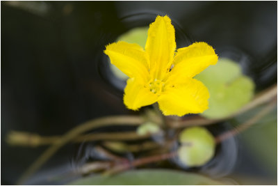 Watergentiaan - Nymphoides peltata