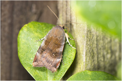 kleine Breedbandhuismoeder - Noctua janthe/janthina