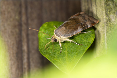 kleine Breedbandhuismoeder - Noctua janthe/janthina