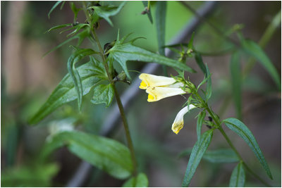 Hengel - Melampyrum pratense 