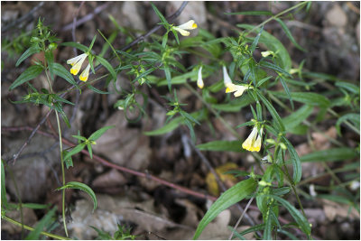 Hengel - Melampyrum pratense 