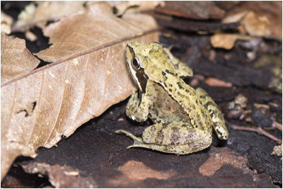 GALLERY bruine Kikker - Rana temporaria - Common Frog