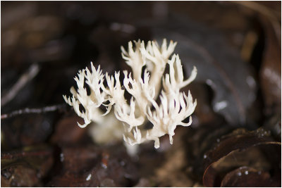 witte Koraalzwam - Clavulina coralloides