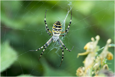 Tijgerspin - Argiope bruennichi