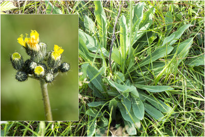 Weidehavikskruid - Hieracium caespitosum