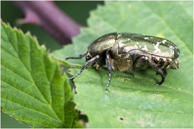 Gedeukte Gouden Tor - Protaetia metallica