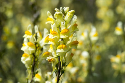 Vlasbekje - Linaria vulgaris