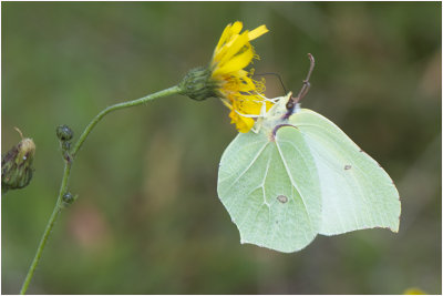 Citroenvlinder - Gonepteryx rhamni