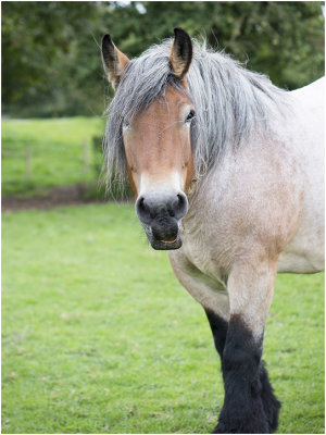 Galerij Paarden en ezels - Horses and Donkeys