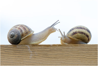 Slakken en ongewervelden - Snails , Slugs and others