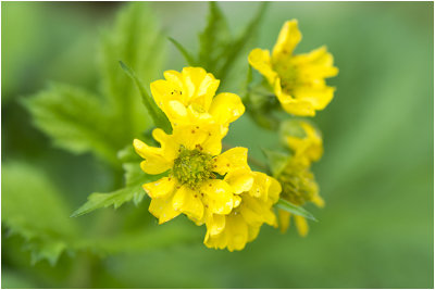 geel Nagelkruid - Geum urbanum