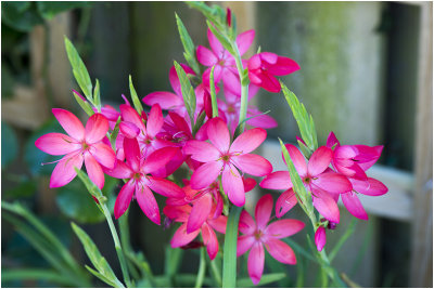 Kafferlelie - Schizostylis coccinea