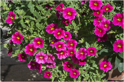 Petunia Calibrachoa