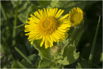 Heelblaadjes - Pulicaria dysenterica