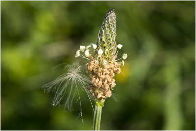 smalle Weegbree - Plantago lanceolata