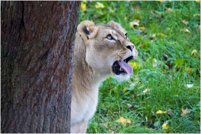 Leeuw - Panthera leo - Lion