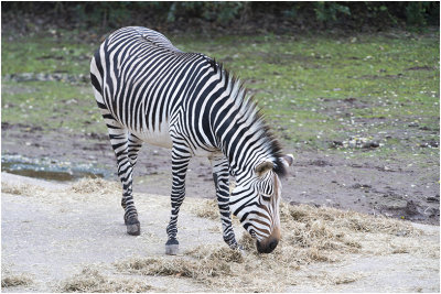 Hartmann Bergzebra - Equus zebra hartmannae