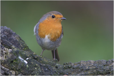 Roodborst - Erithacus rubecula - 13/1