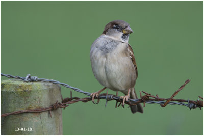 Huismus - Passer domesticus - 13/1