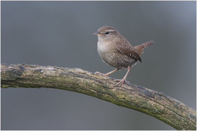 Winterkoning - Troglodytes troglodytes 27/1