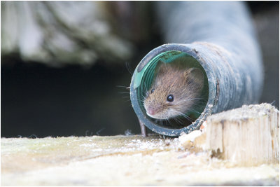 rosse Woelmuis - Myodes glareolus 1/2