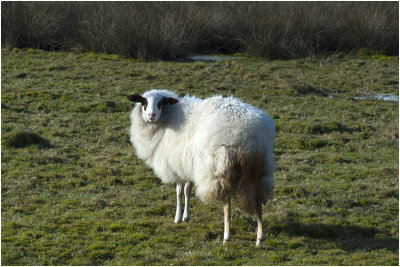 Schoonebeeker heideschaap 