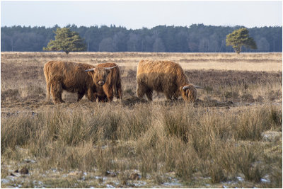 Schotse Hooglanders