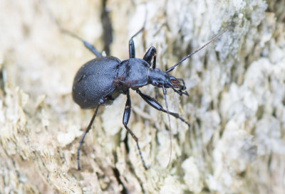 Lederslakkenloopkever - Cychrus caraboides