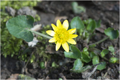 gewoon Speenkruid - Ranunculus ficaria